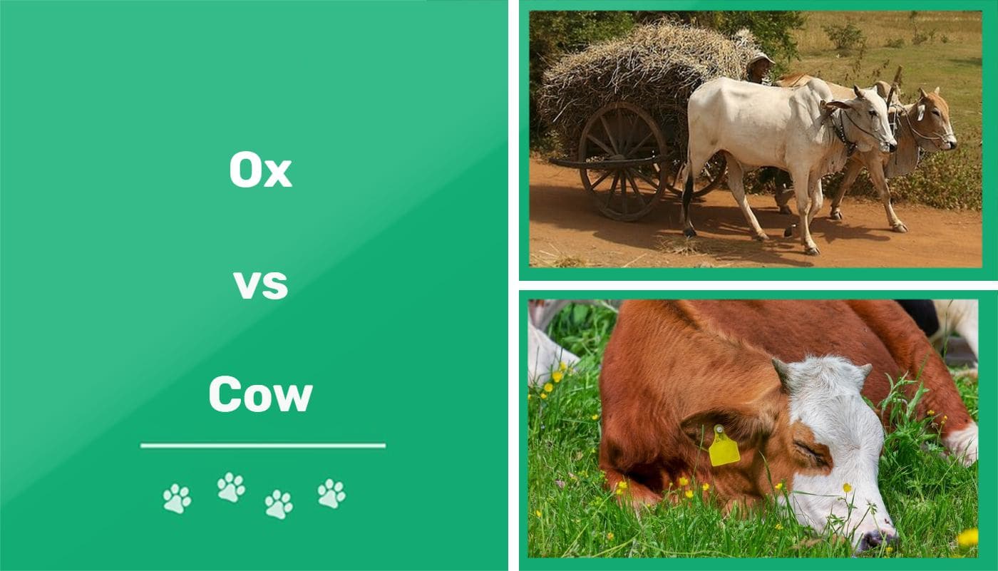 Ox vs Cow: What's the Difference? (With Pictures) | Pet Keen