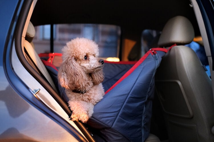 poodle traveling in a car seat Rasulov Shutterstock