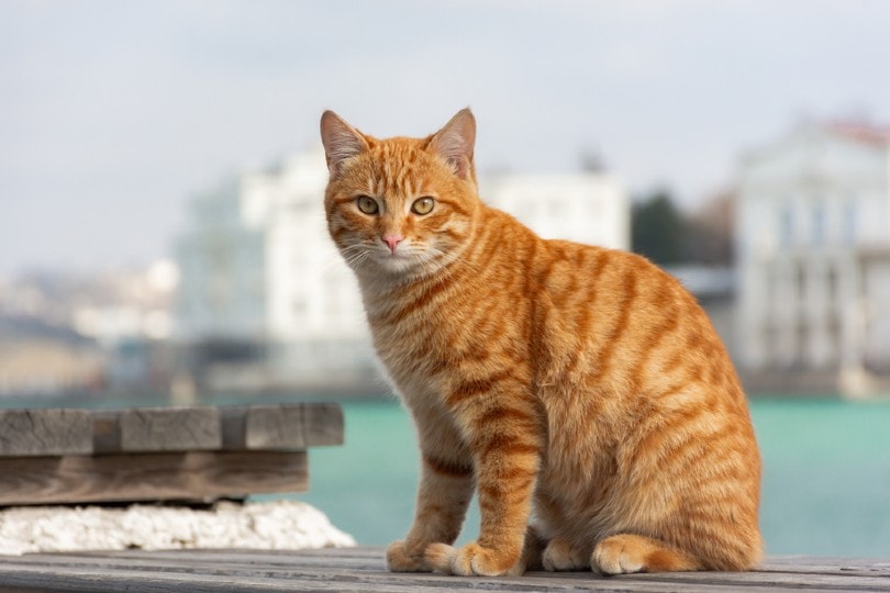 red tabby cat sits on the background of the sea