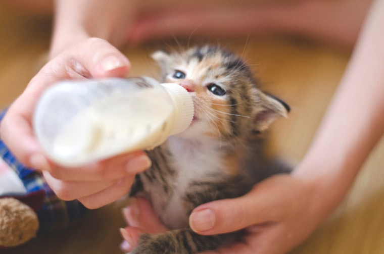rescued tiny kitten hand fed with milk relacer from a nursing bottle