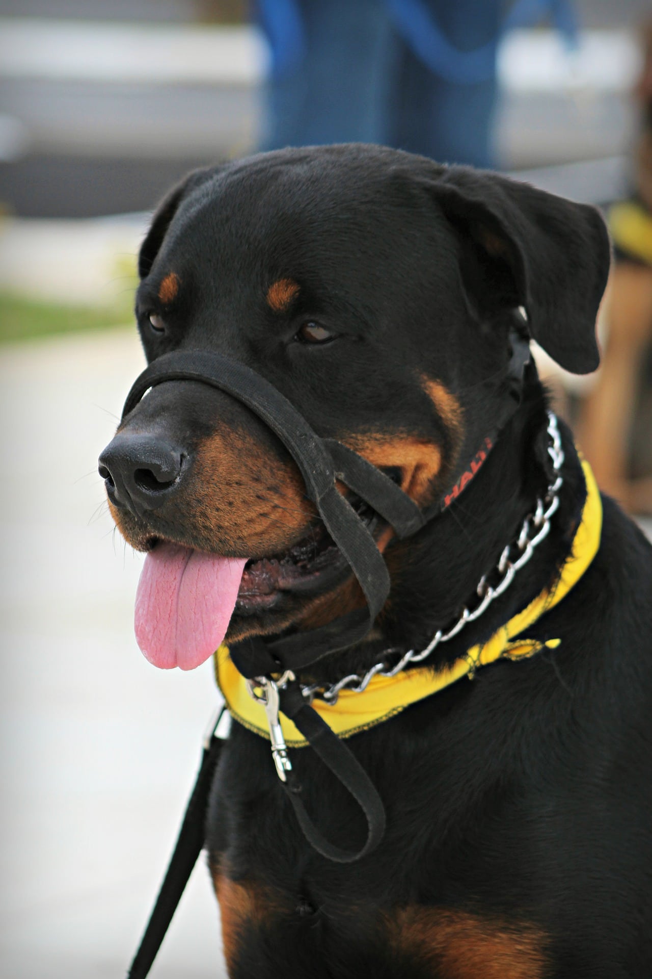 Rottweiler with leash and halter
