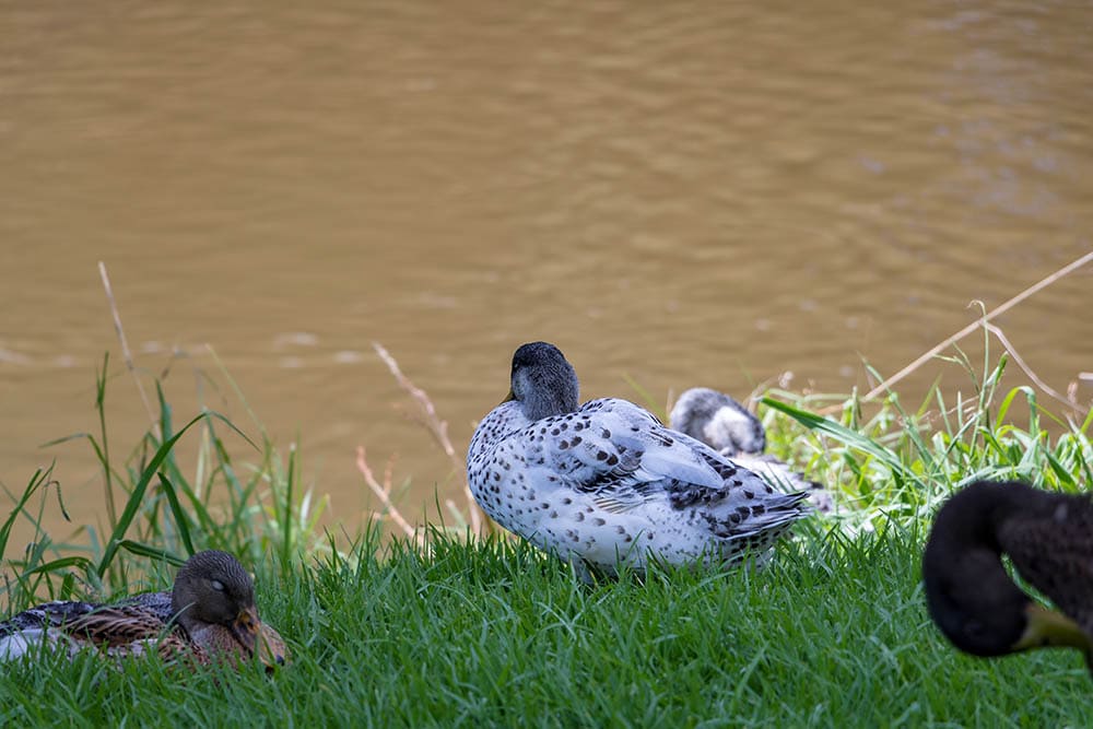 Silver Appleyard Ducks Resting