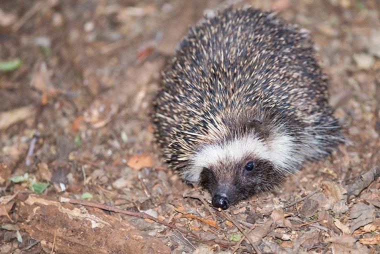 South African hedgehog resting