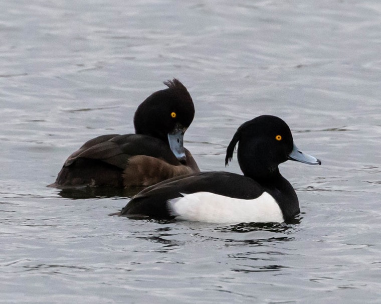 tufted duck and black headed duck