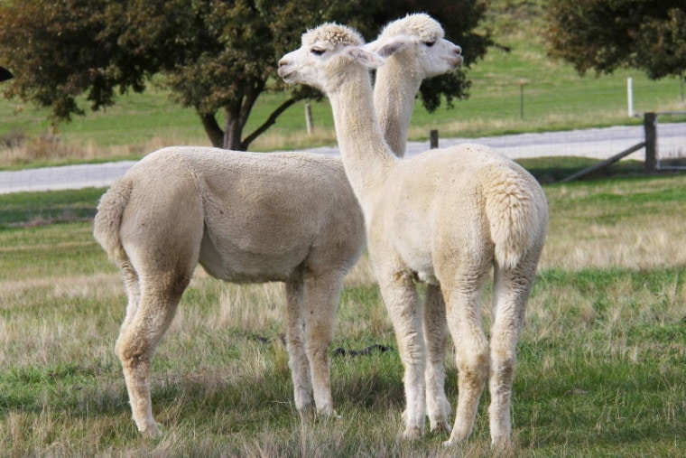 two Llamas standing on the grass