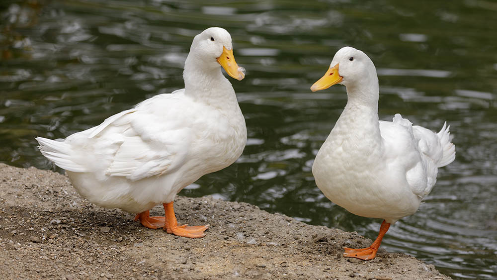 Two American Pekin Ducks perching