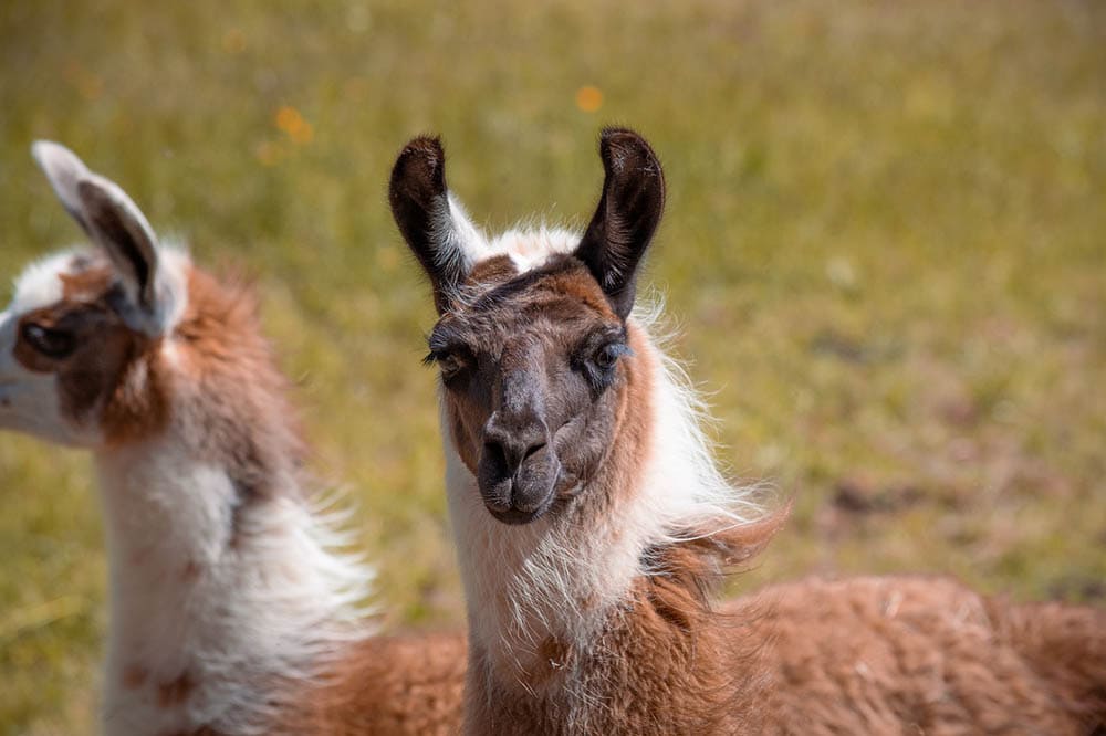À quoi ressemble un lama ? Comment les lamas communiquent-ils ?