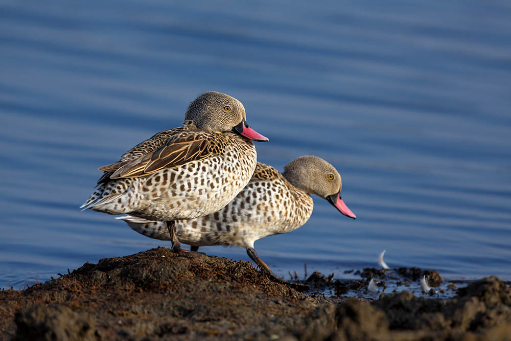 two Cape teal ducks