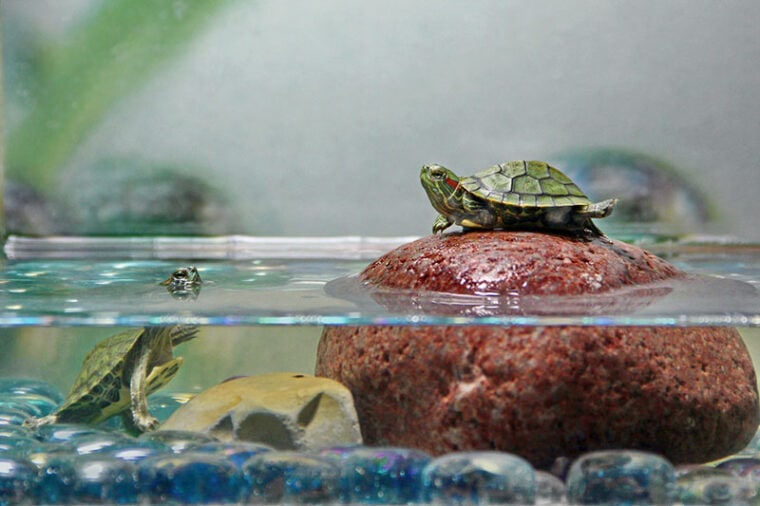 two turtle hatchlings in the aquarium