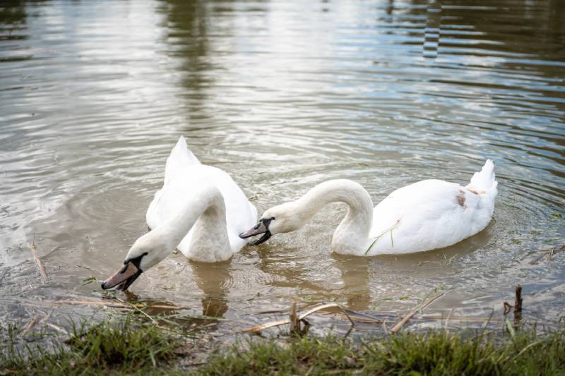 Can You Keep a Swan as a Pet? Facts & FAQ | Pet Keen