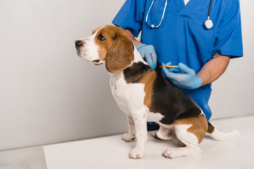 perro beagle con microchip veterinario con jeringa