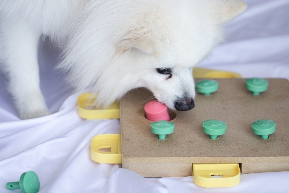 white dog playing puzzle toy