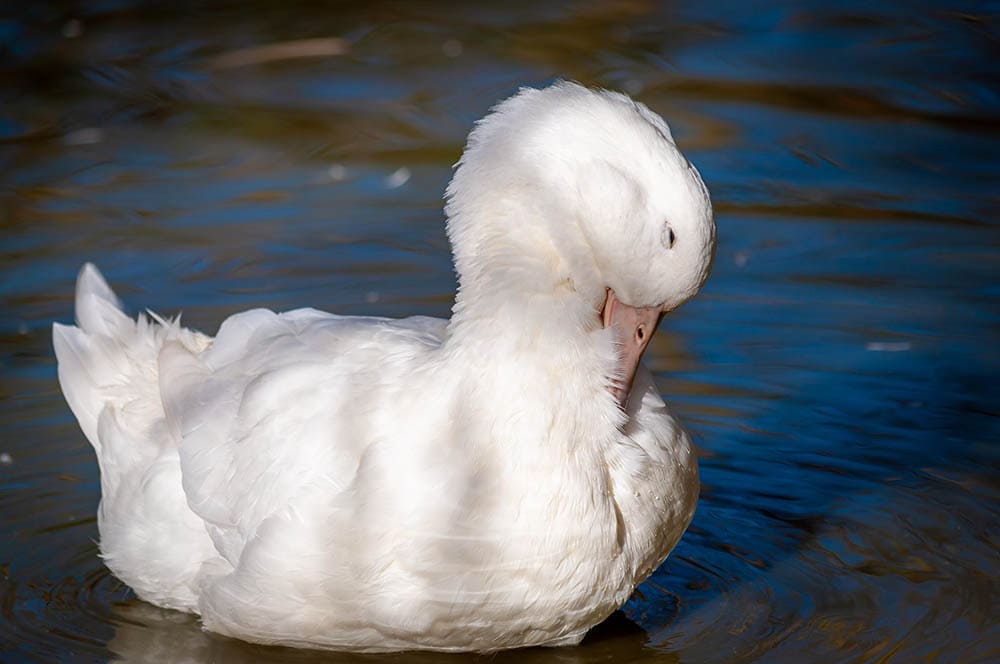 white layer duck