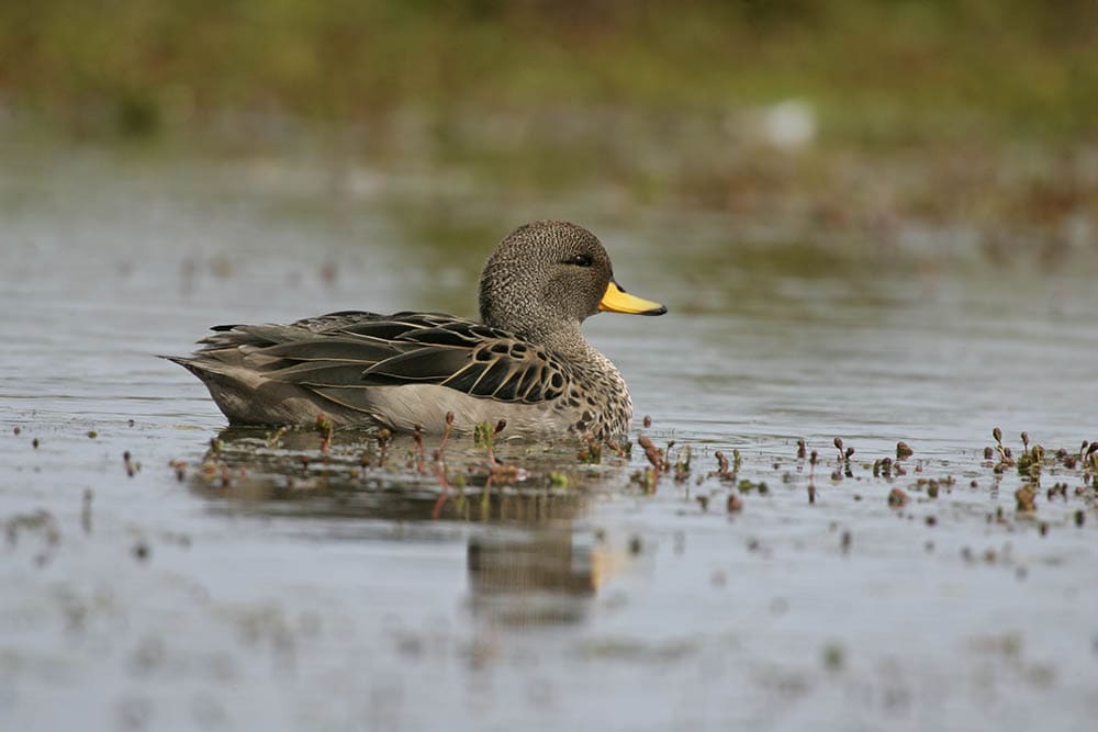 Yellow-billed teal in the water