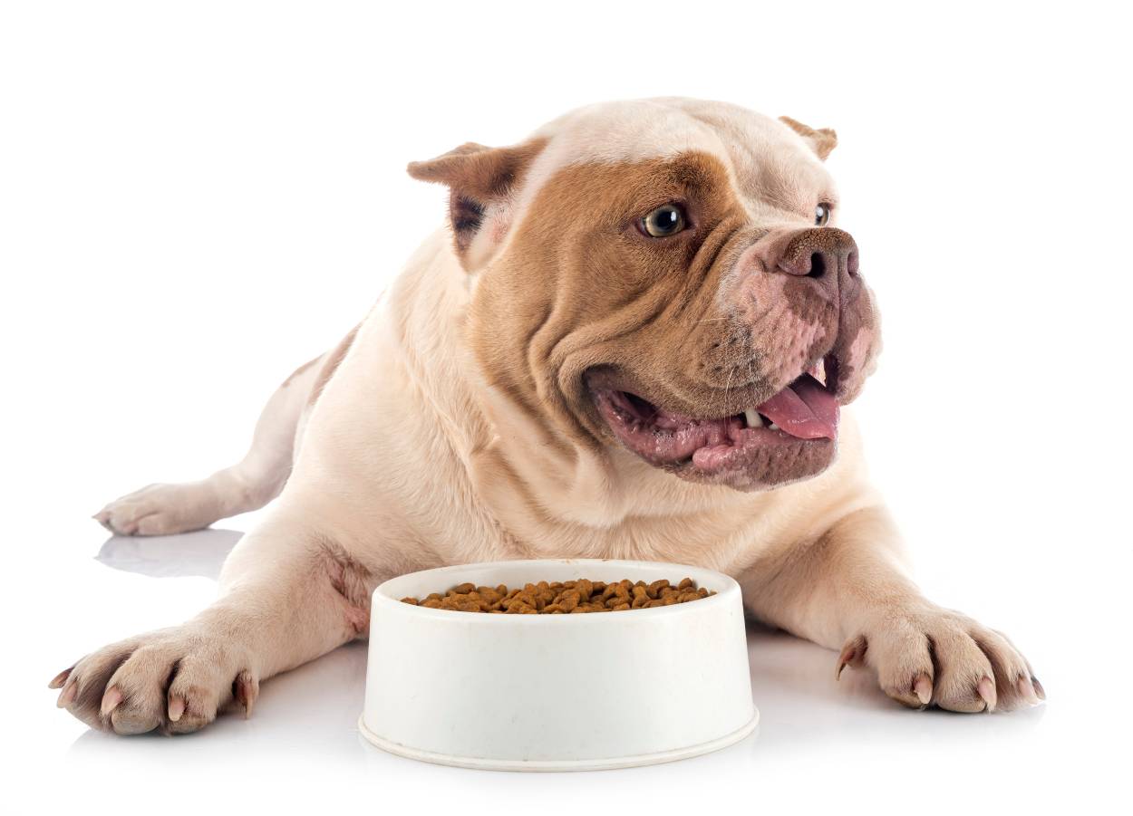 what kind of dog food to feed american bully pit
