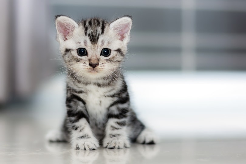 American shorthair kitten