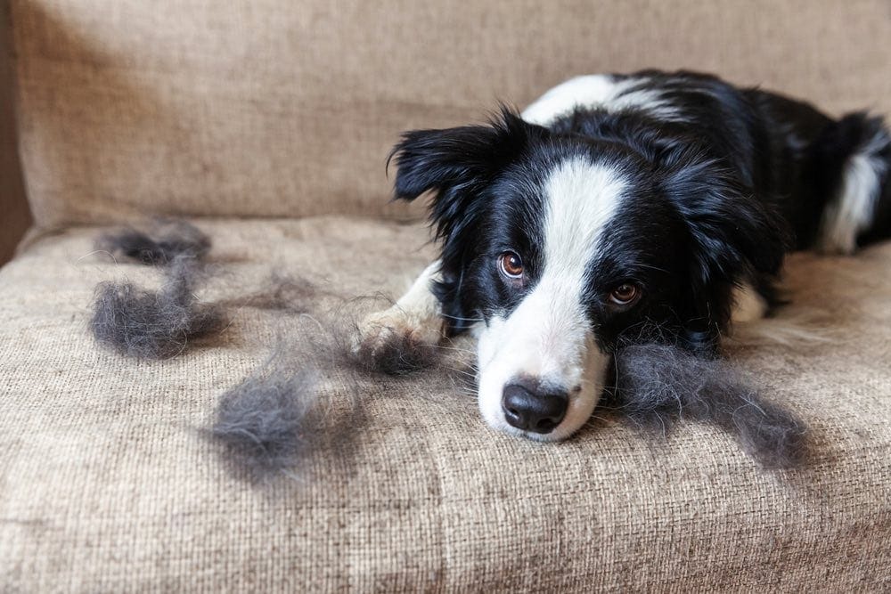 Border collie on couch with dog hair fur