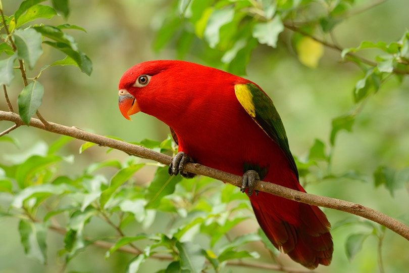 Chattering Lory at tree top
