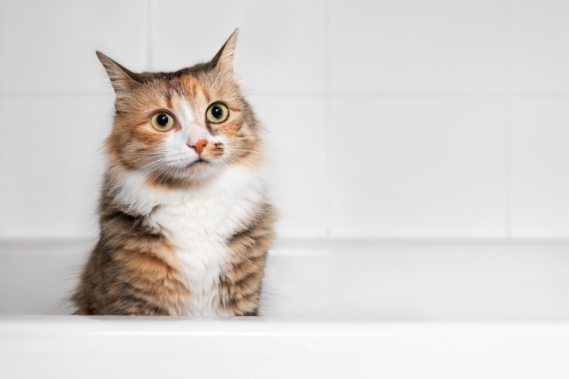 बाथटब में प्यारी बिल्ली