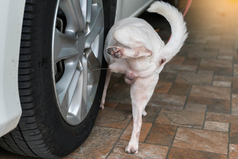Dog Pee Tire