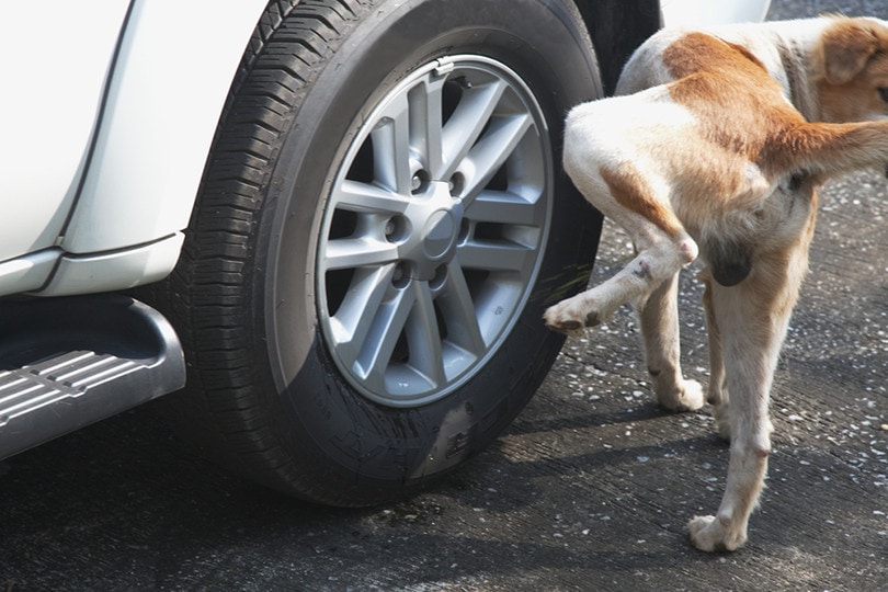 Why Do Dogs Pee on Tires? Dog Behavior Explained | Pet Keen