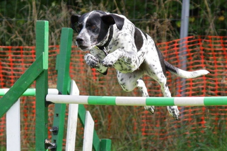 Dog clearing a high jump obstacle course