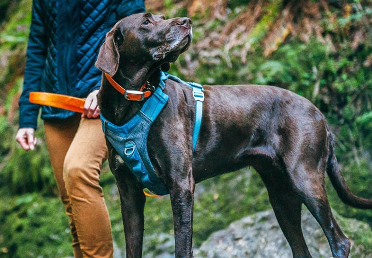 10 Best NoPull Dog Harnesses in 2024 Reviews & Top Picks Pet Keen