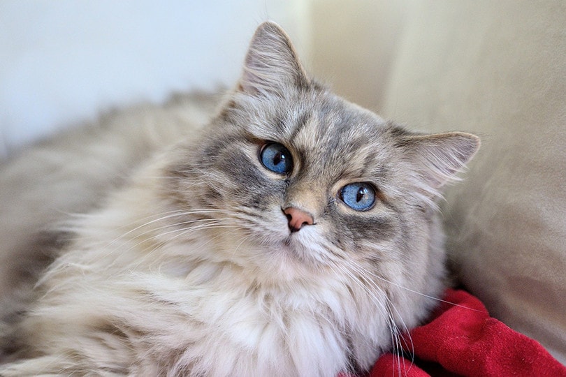 Domestic Longhair Cat Breed: Info, Pictures, Temperament & Traits | Pet Keen