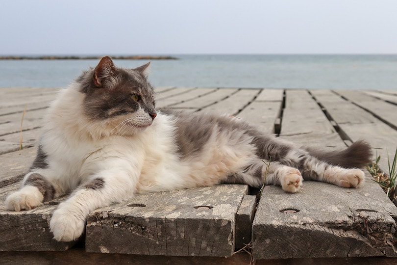 Domestic Longhair Cat Beach