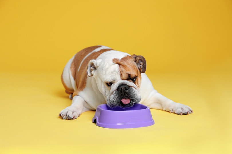10 Best Dog Foods for English Bulldogs in 2022 - Pet Keen