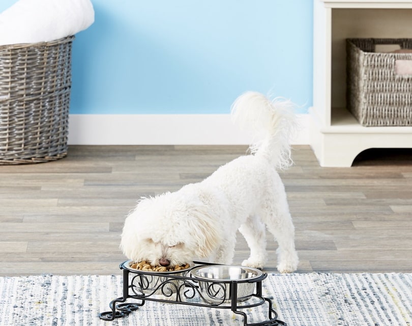 Ethical Pet Elevated Pet Bowls