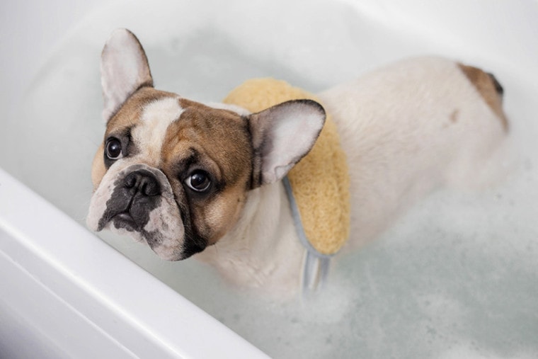 French Bulldog Bath