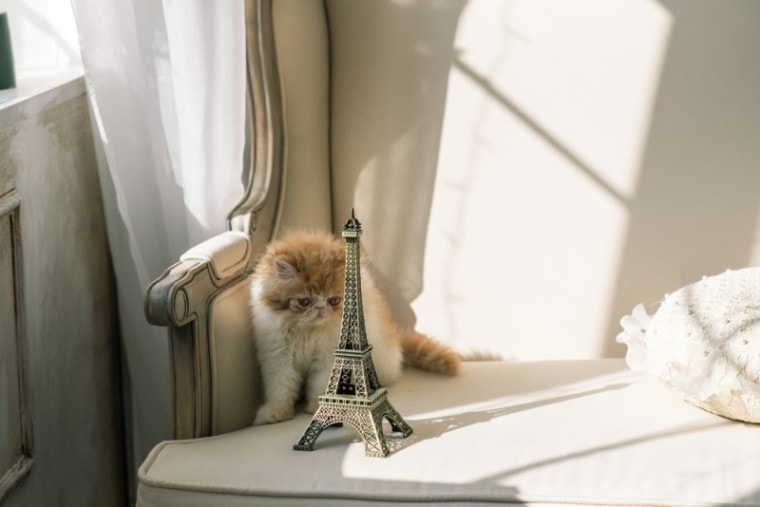 French cat on couch with Eiffel Tower