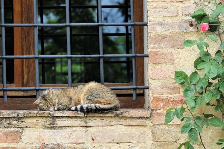 Italian cat napping on window in Florence with roses