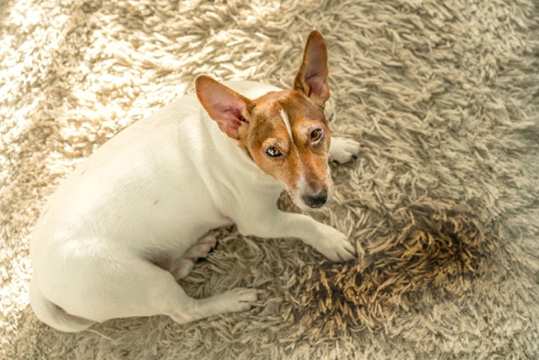 Jack Russell Terrier is lying on a white carpet near a wet puddle with urine