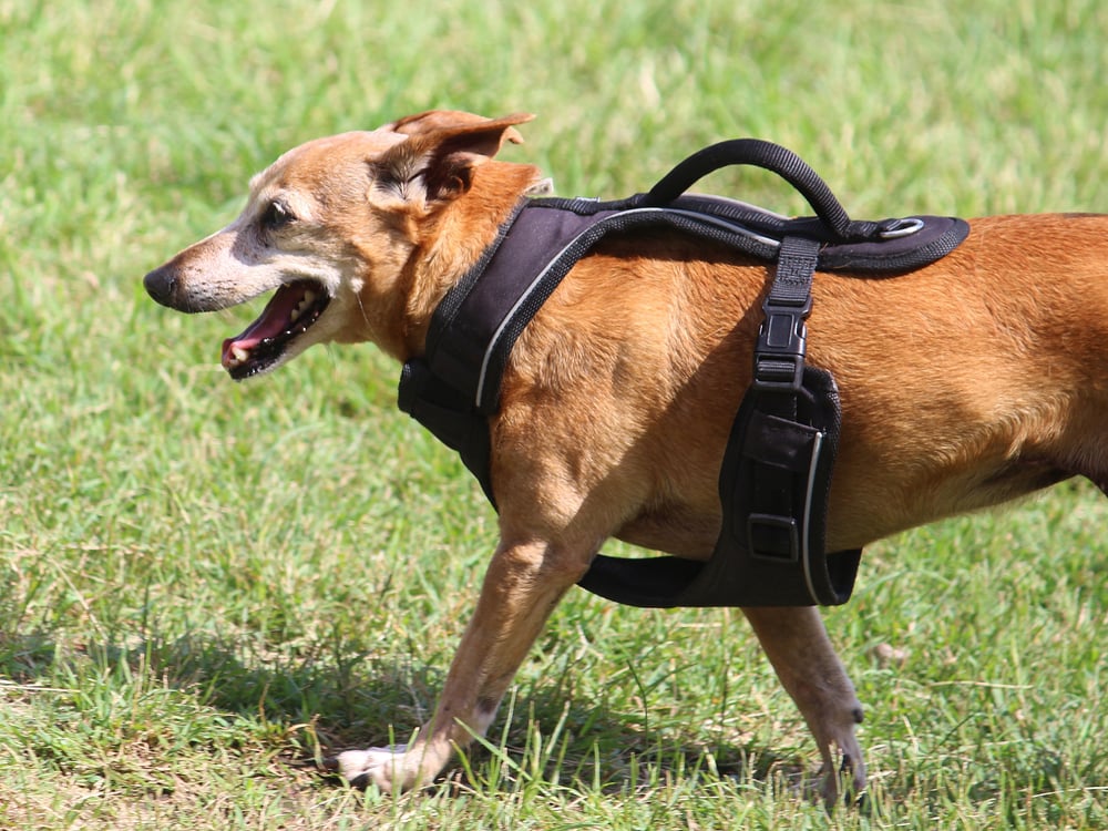 small dog wearing lift harness