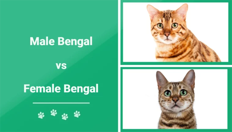 Male vs Female Bengal Cat - Featured Image