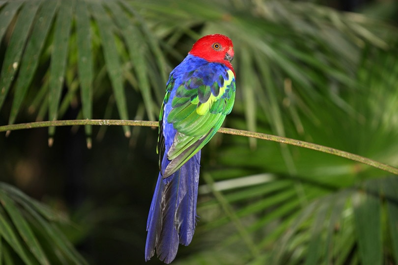 Moluccan King Parrot in the wild
