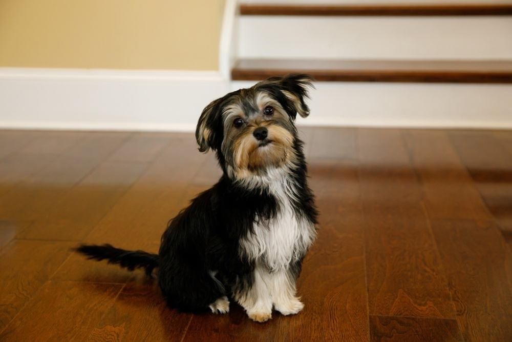 How to Get Dog Poop Smell Out of Hardwood Floors - 4 Possible Ways | Pet Keen
