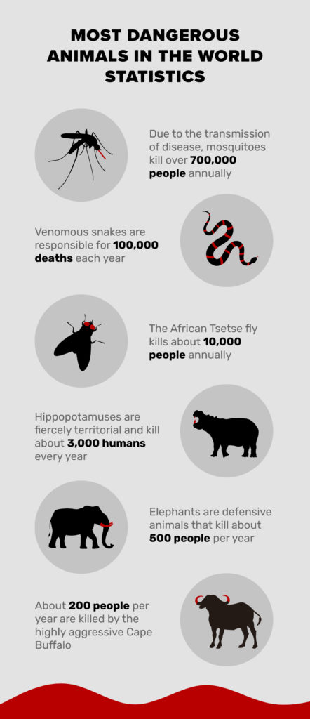 12 Most Dangerous Animals in the World: Statistics to Know in 2024 ...