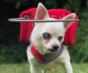 Muffin’s Halo Blind Dog Harness