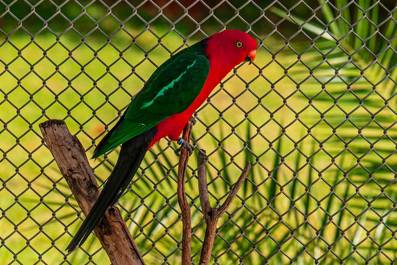 Papuan King Parrot in the cage