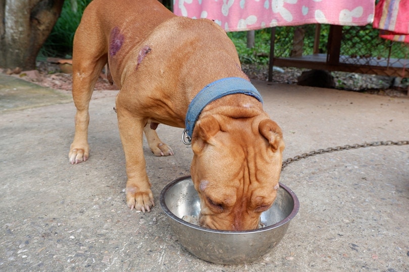 7 Best Dog Foods for Pitbulls With Skin Allergies [2022 Reviews]