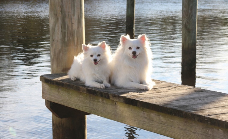 Pomimo dogs sitting at the pier