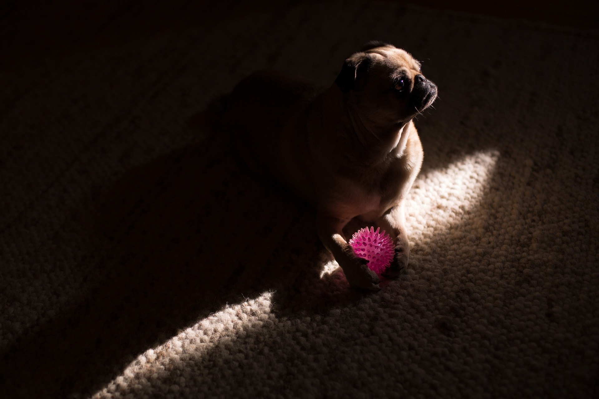 How to Find Dog Urine Without a Blacklight—8 Possible Ways | Pet Keen