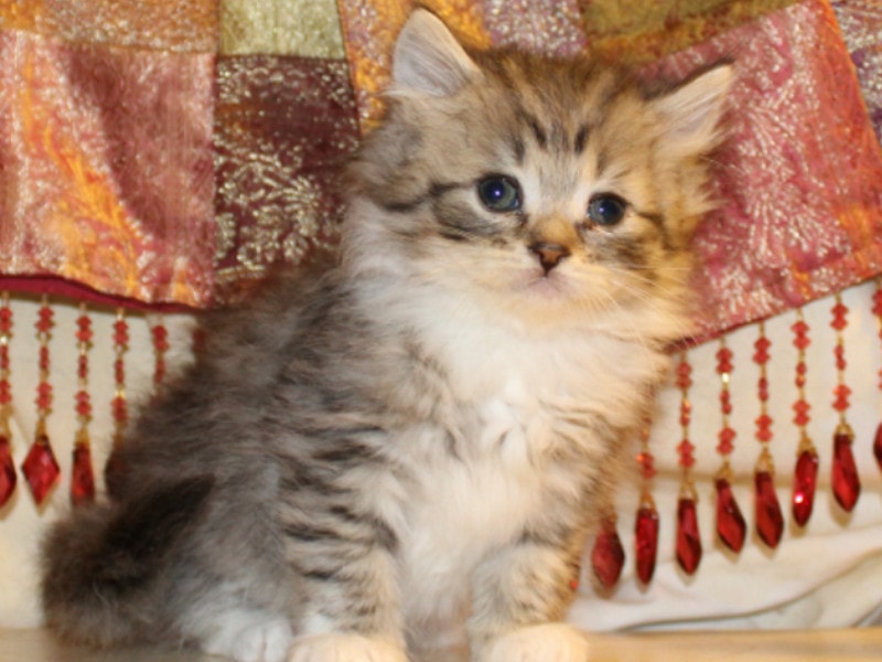 Ragamuffin Cat: Breed Info, Pictures, Temperament & Traits | Pet Keen