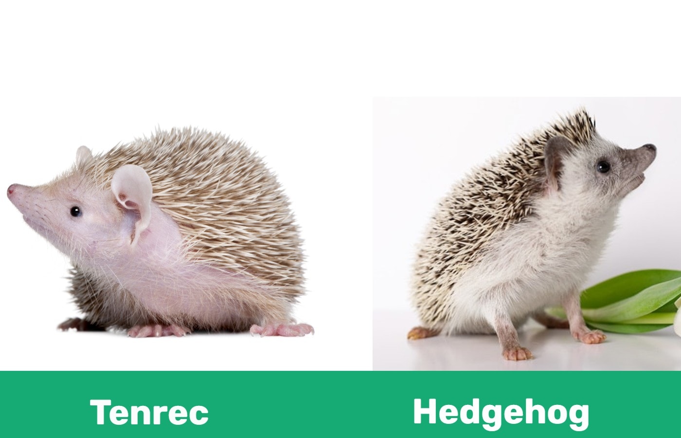 Tenrec vs Hedgehog: What's the Difference? (with Pictures) | Pet Keen
