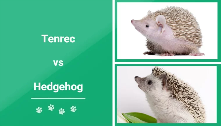 Tenrec vs Hedgehog - Featured Image