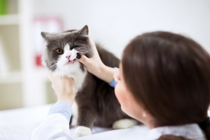 Veterinarian examining teeth of Persian cat