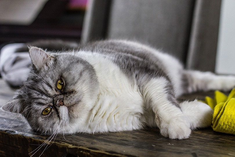 एक मोटी फारसी बिल्ली लकड़ी की सतह पर बग़ल में पड़ी है